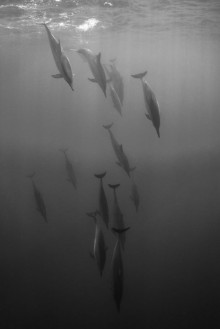 Bild vun Diving Pod BW