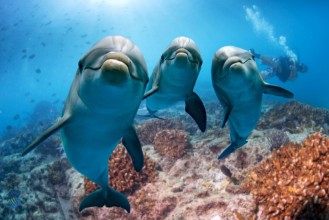 Imagen de Three Dolphins