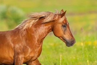 Afbeeldingen van Beautiful red horse with long mane close up portrait in motion at summer day
