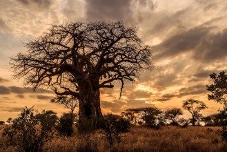 Picture of Baobab Tree at Sunset Tanzania