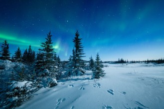 Afbeeldingen van Snowshoe Hare Tracks And The Aurora Borealis