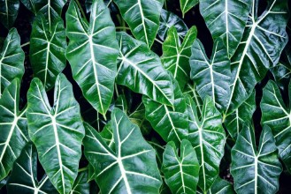 Afbeeldingen van Leaf Chestplate