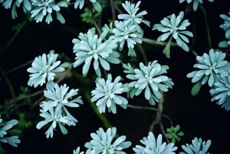 Afbeeldingen van Collective