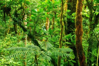 Picture of Tropical rainforest
