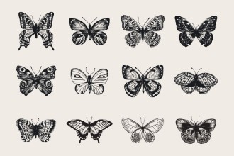 Image de Butterfly Collage