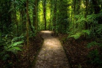 Picture of Jungle path