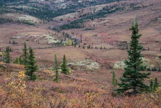 Bild på Alaska tundra alive in fall season