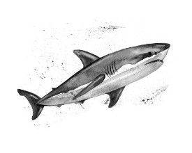 Picture of Watercolor great white shark Hand painting