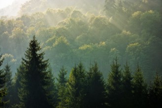 Bild vun Dämmerung tëscht de Fiichten