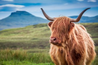 Picture of Furry highland cow in Isle of Skye Scotland