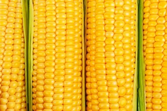 Afbeeldingen van Ripe corn texture