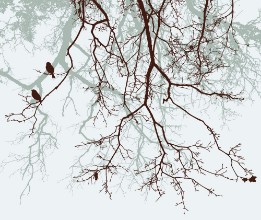 Picture of Branches of the trees in the fall