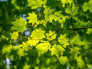 Picture of Green Maple Leaves