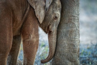 Bild på Baby Elephant resting between the mothers legs