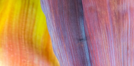 Picture of Textura de planta