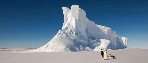 Bild på Emperor penguins in front of massive iceberg