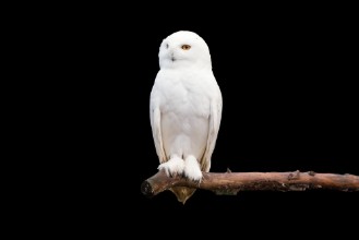 Image de Schneeeule auf dem Ast Bubo scandiacus
