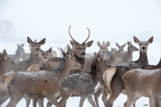 Picture of Hirsche und Rehe im Schnee