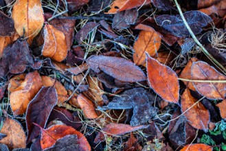 Image de Frosty Foliage
