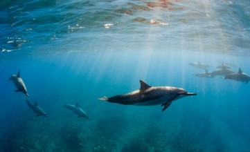 Picture of Swimming Dolphins
