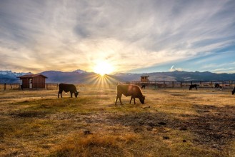 Image de Cow on a field at sunset