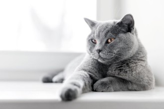 Afbeeldingen van Noble proud cat lying on window sill The British Shorthair