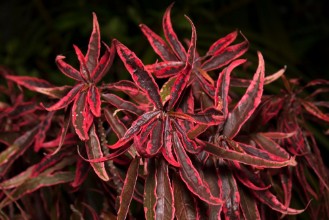 Picture of Regal Red