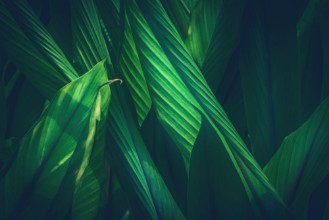 Picture of Sage Green Leaves