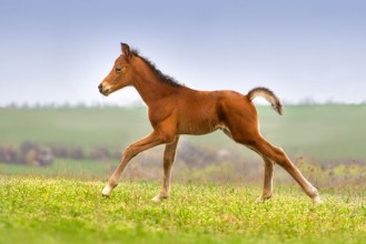 Picture of Beautiful bay foal run gallop on spring green pasture