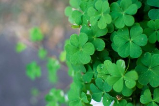 Bild på Cozy Clovers