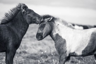 Bild på Spielende Islandfohlen