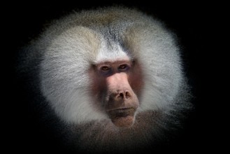 Bild på Magnificent Baboon mane