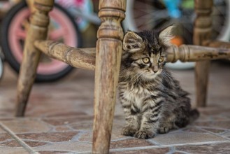 Bild på Cat in the garden