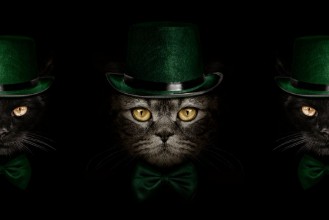 Picture of Dark muzzle cat  in green hat and tie butterfly