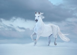 Afbeeldingen van White horse runs on snow