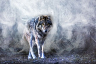 Image de Lone Wolf