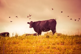 Picture of Cow grazing with birds vintage