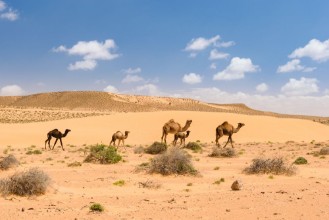 Afbeeldingen van Camel Coalition