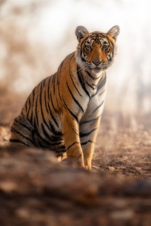 Image de Tigress
