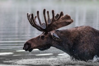 Afbeeldingen van Bull Moose