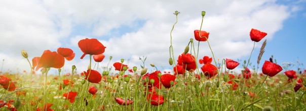 Afbeeldingen van Poppies field in rays sun