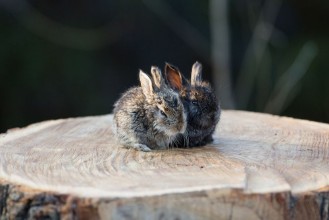 Bild på Rabbit on a stump