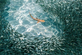 Afbeeldingen van Hunting reef shark glides through shoal of fish looking for the weak link