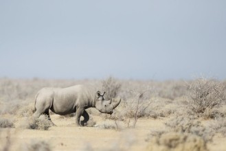 Picture of Black Rhino walking through the veldt