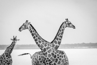 Bild på Two Giraffes crossing their neck