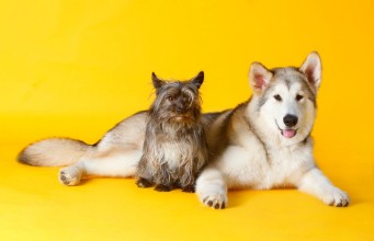 Bild på Dog friends take a pic