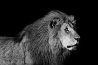 Afbeeldingen van Portrait of big Lion Romeo 2 of Double Cross Pride in Masai Mara with black background