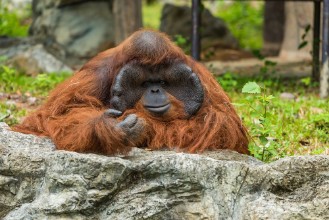 Bild på Bored Orangutan