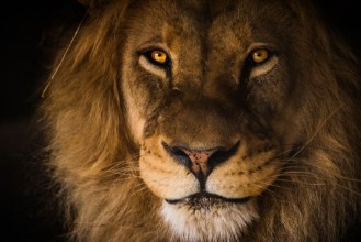 Bild på The Kings Gaze