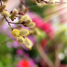 Bild på Primo piano di un ramo di Salice amento